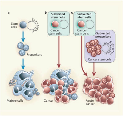 Treatment Of Cancer - Aurora Kinase Inhibitor | Pharmaceutical ...