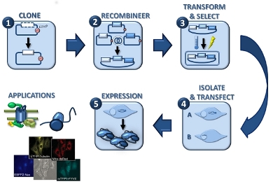 Multi-Gene/Protein Expression Systems