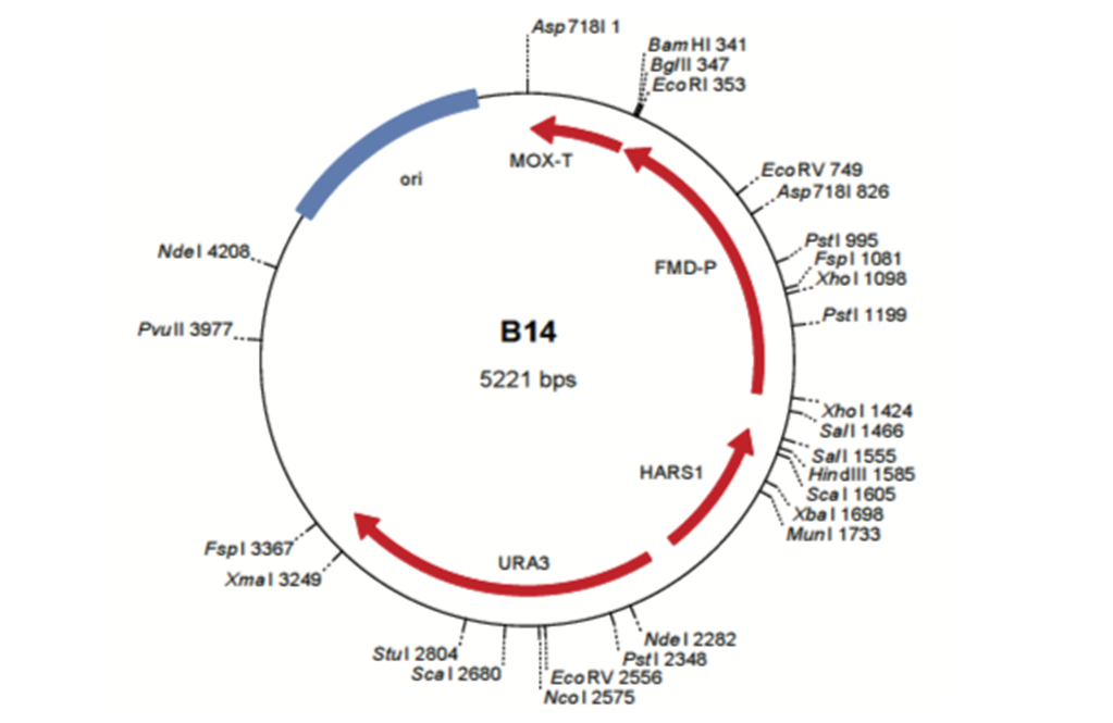 ARTES heterologous production of holoproteins in Hansenula polymorpha yeast